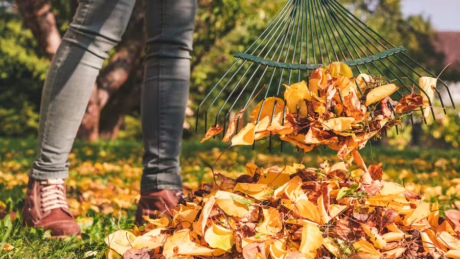 Ramassage des feuilles